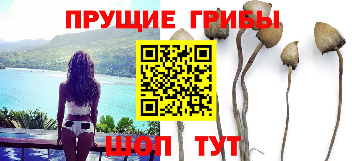 Ростов-на-Дону  Псилоцибиновые грибы GOLDEN TEACHER  Вход с VPN 